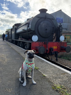 Photo from Dog Owners Guide's review