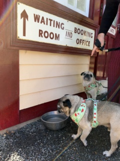Photo from Dog Owners Guide's review