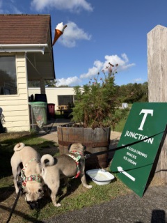 Photo from Dog Owners Guide's review