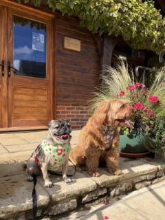 Photo from Dog Owners Guide's review