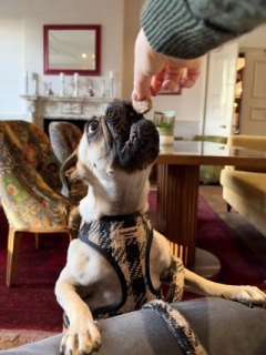 Photo from Dog Owners Guide's review
